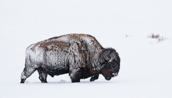 Bison Snow